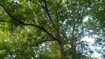 Groene boom met blauwe lucht